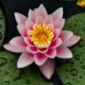 Meet your Posher, Caroline